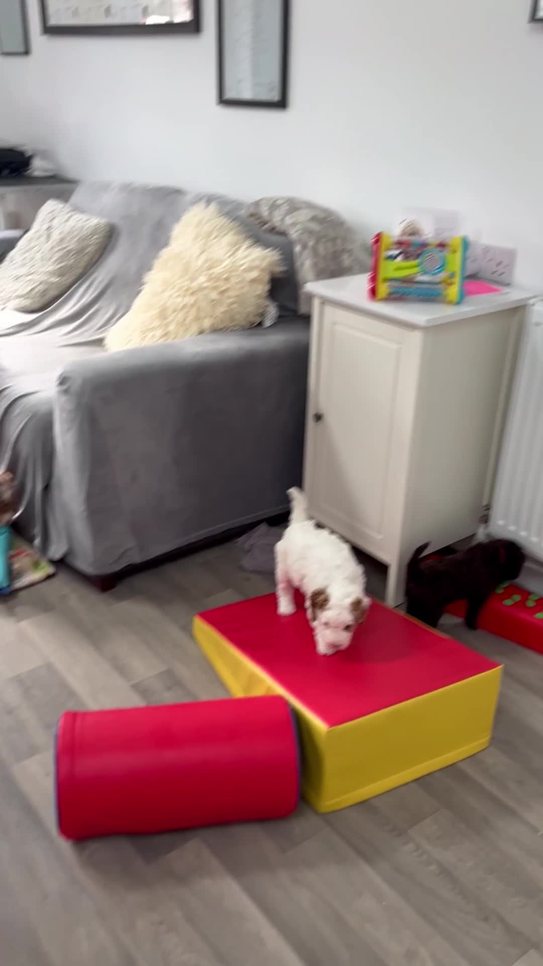 Goldendoodle dogs for sale: Beautiful litter of Goldendoodles  - Video 2