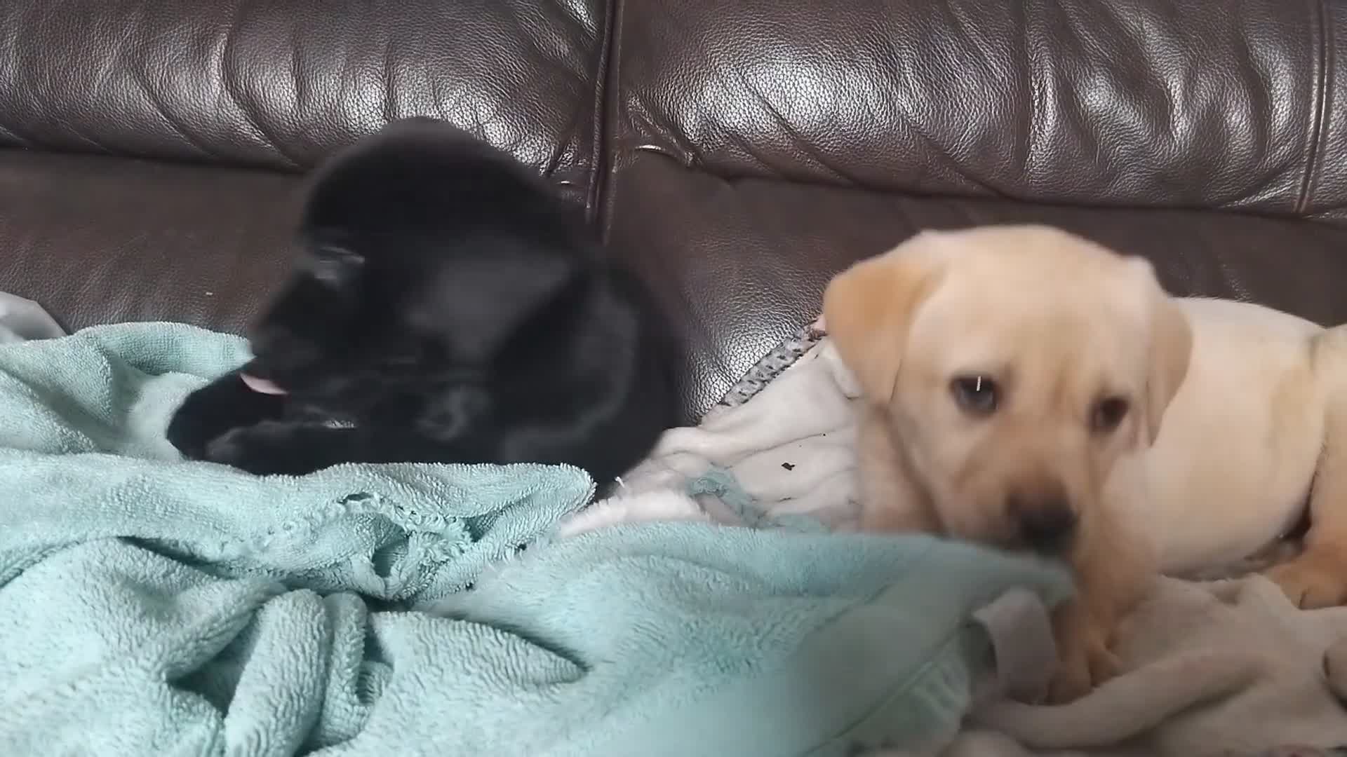 Labrador Retriever dogs for sale: Gorgeous Labrador KC Registered  - Video 1