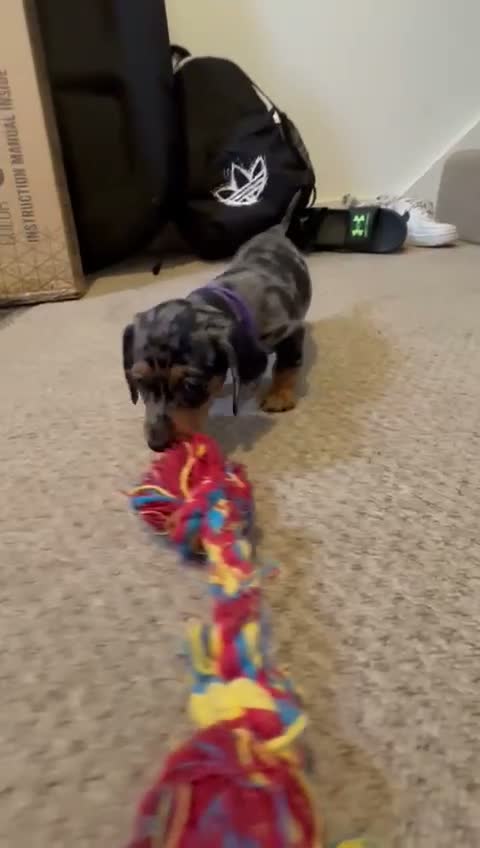 Miniature Dachshund dogs for sale: Beautiful Miniatures  in Manchester - Video 1