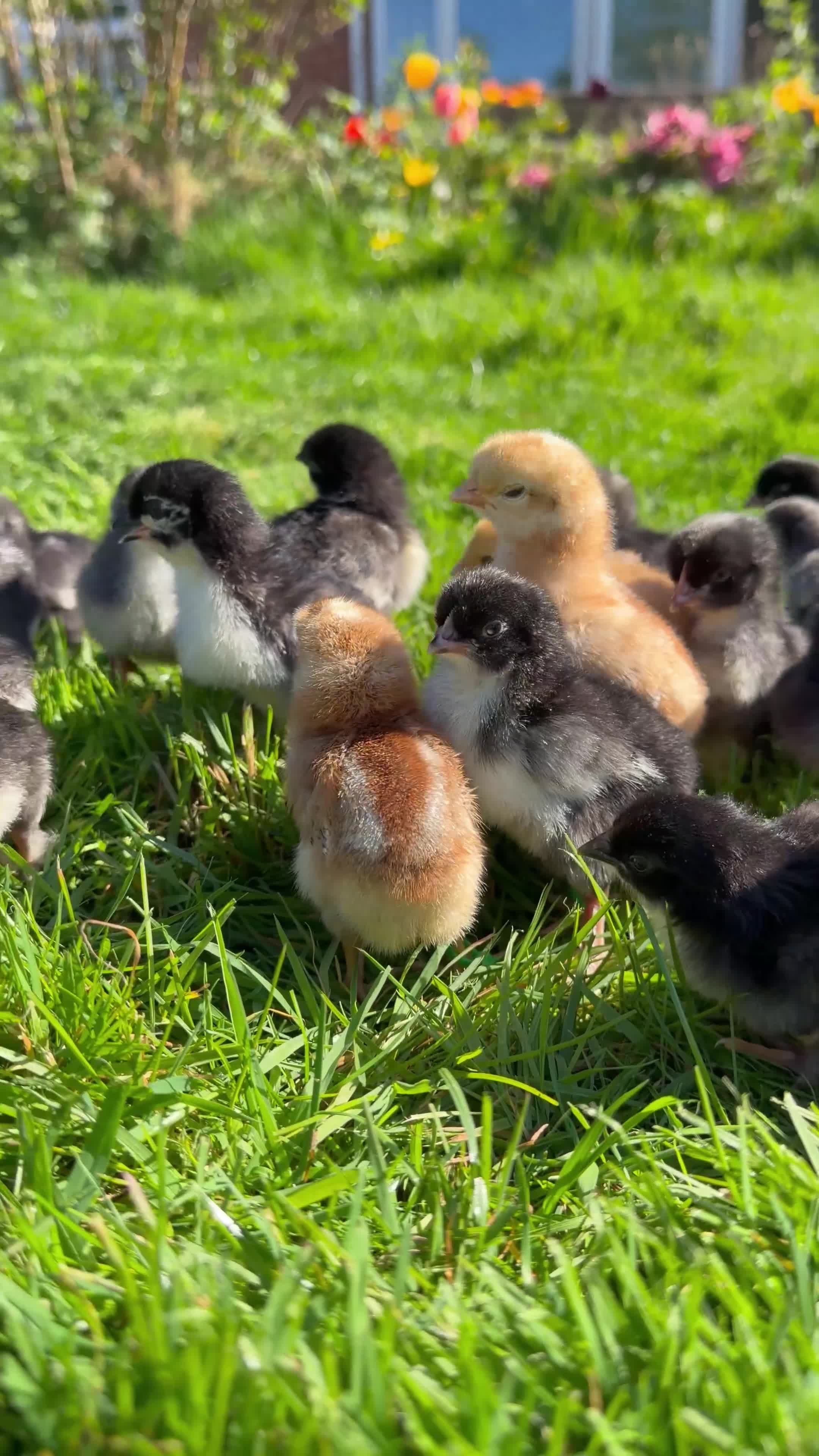 Chickens poultry for sale: Olive Egger & Copper Black Maran chicks - Video 1