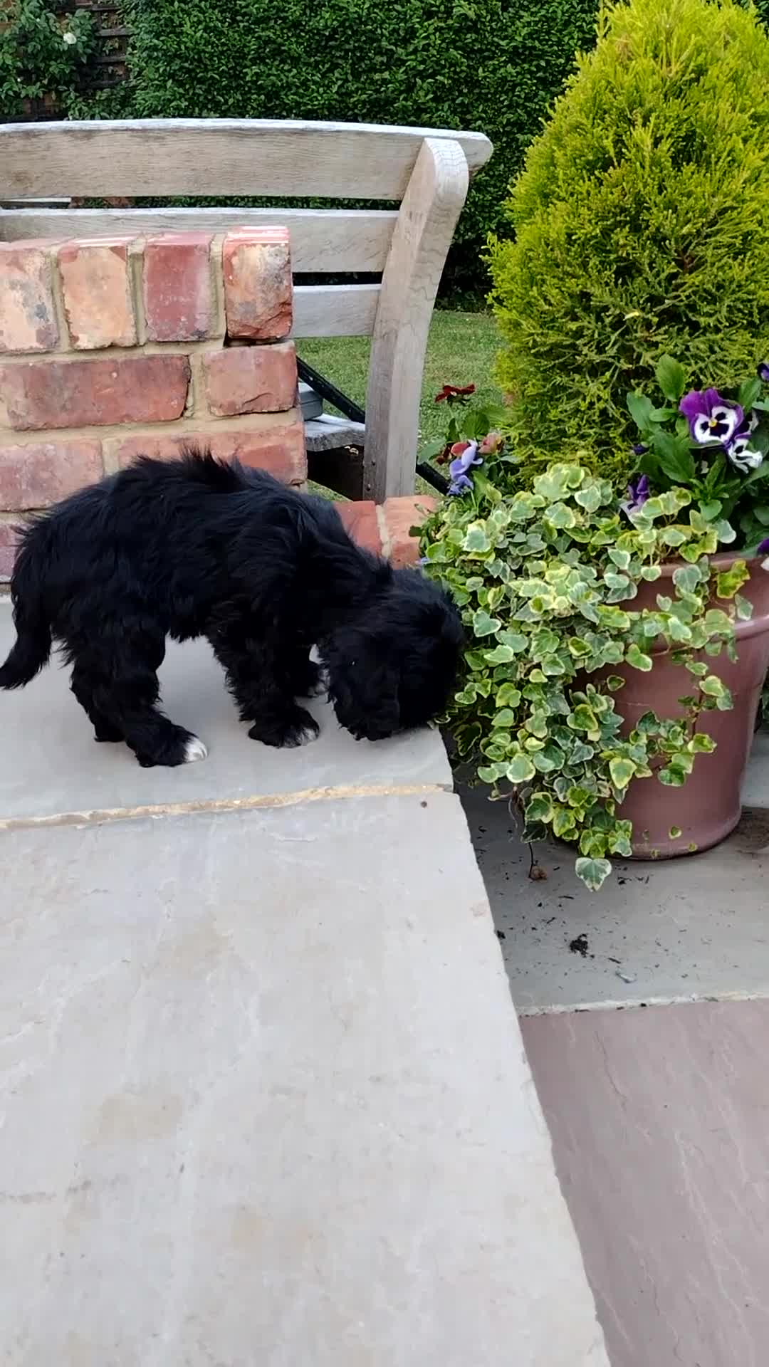 Cockapoo dogs for sale: DNA HEALTH PROFILED COCKERPOOS - Video 1