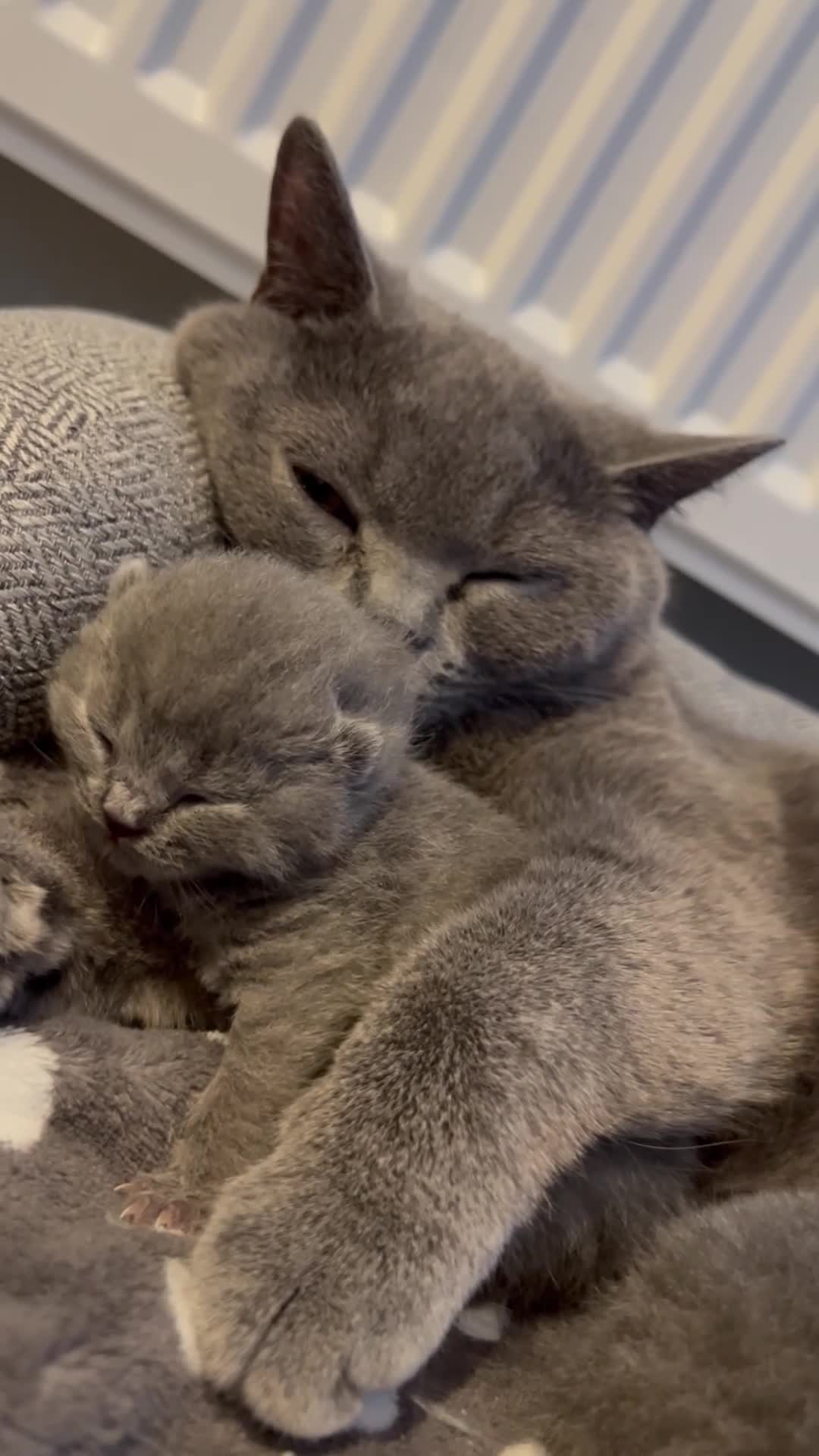 British Shorthair cats for sale: Beautiful BSH kittens  in Market Drayton - Video 1