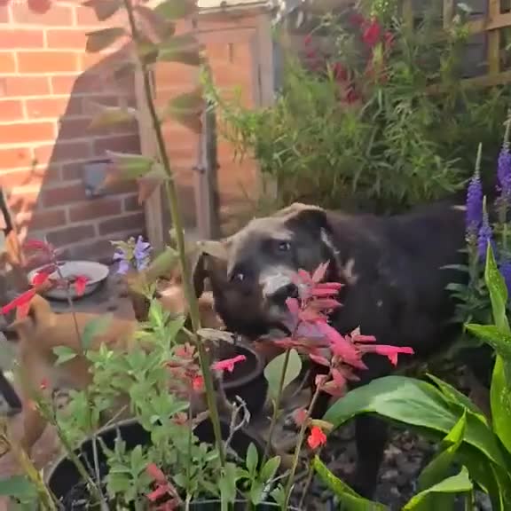 Mixed Breed dogs for adoption: Pepper for adoption - Video 1