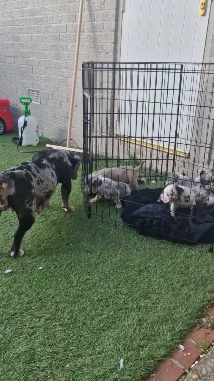 American Bully dogs for sale: Pocket bully  - Video 1