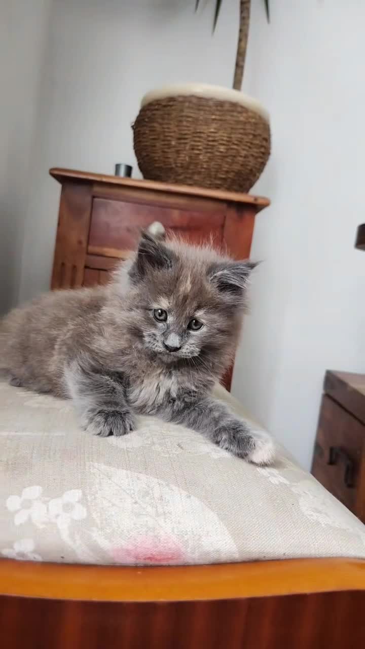 Maine Coon cats for sale: Maine Coons kitten Birmingham  - Video 3
