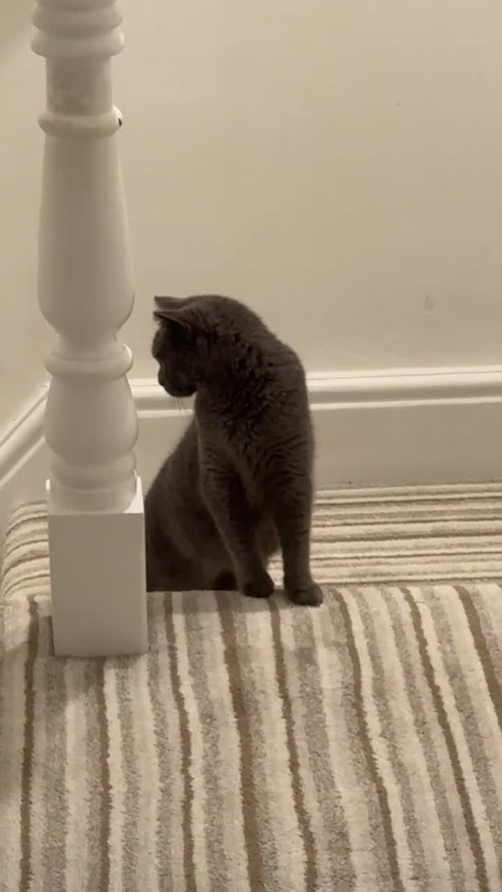 British Shorthair cats for sale: Miss  - Video 1