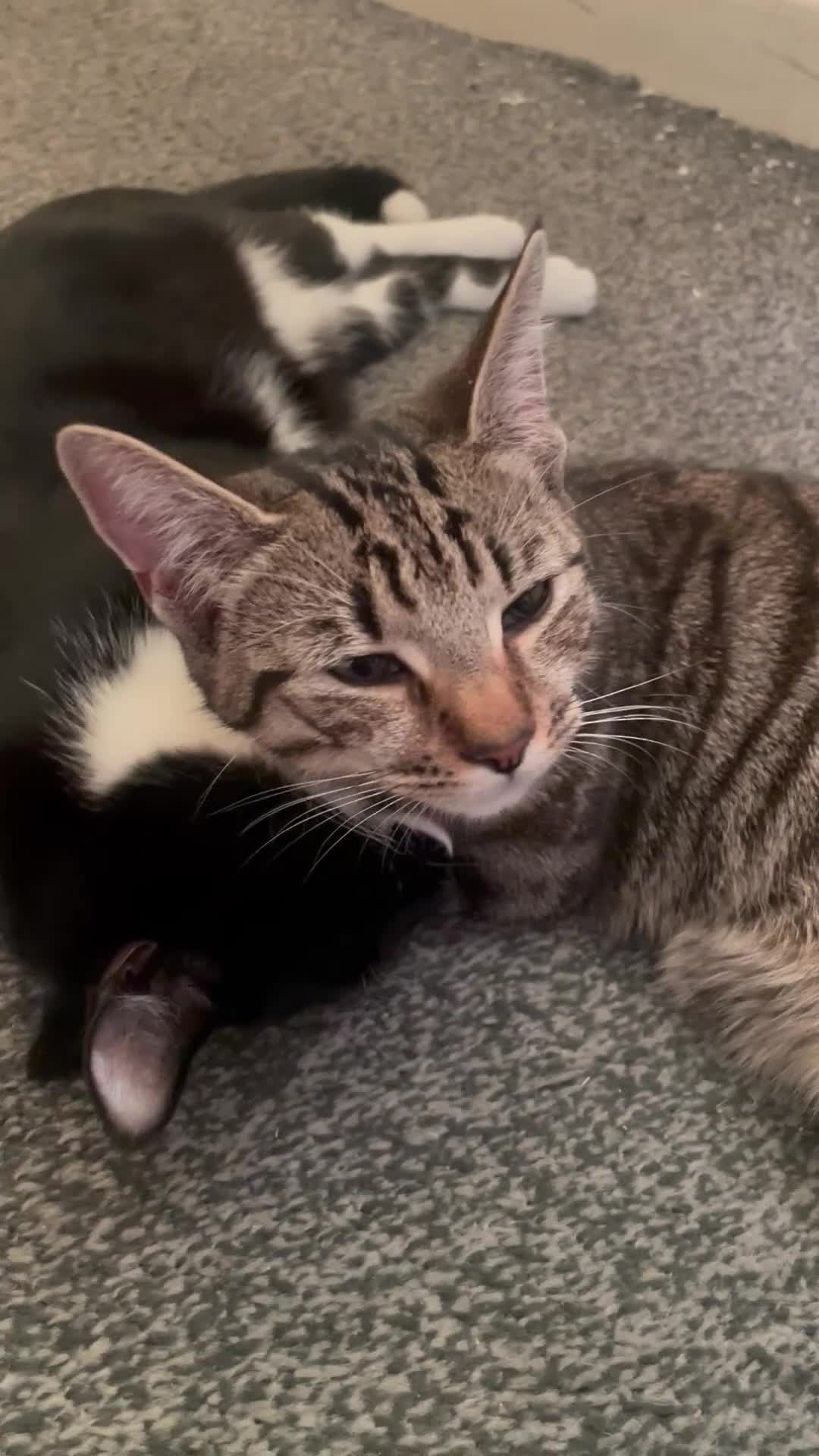 Mixed Breed cats for sale: Smokey and Milo  - Video 2