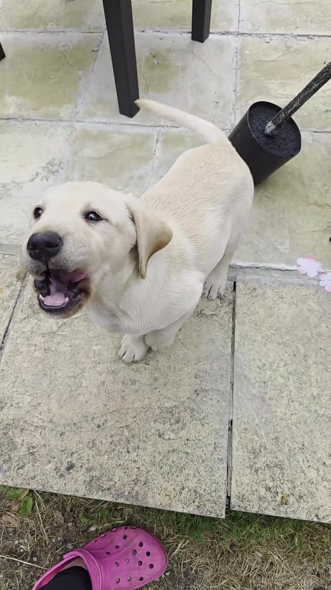 Labrador Retriever dogs for sale: If Carlsberg made lab puppies 🤣❤️ - Video 2