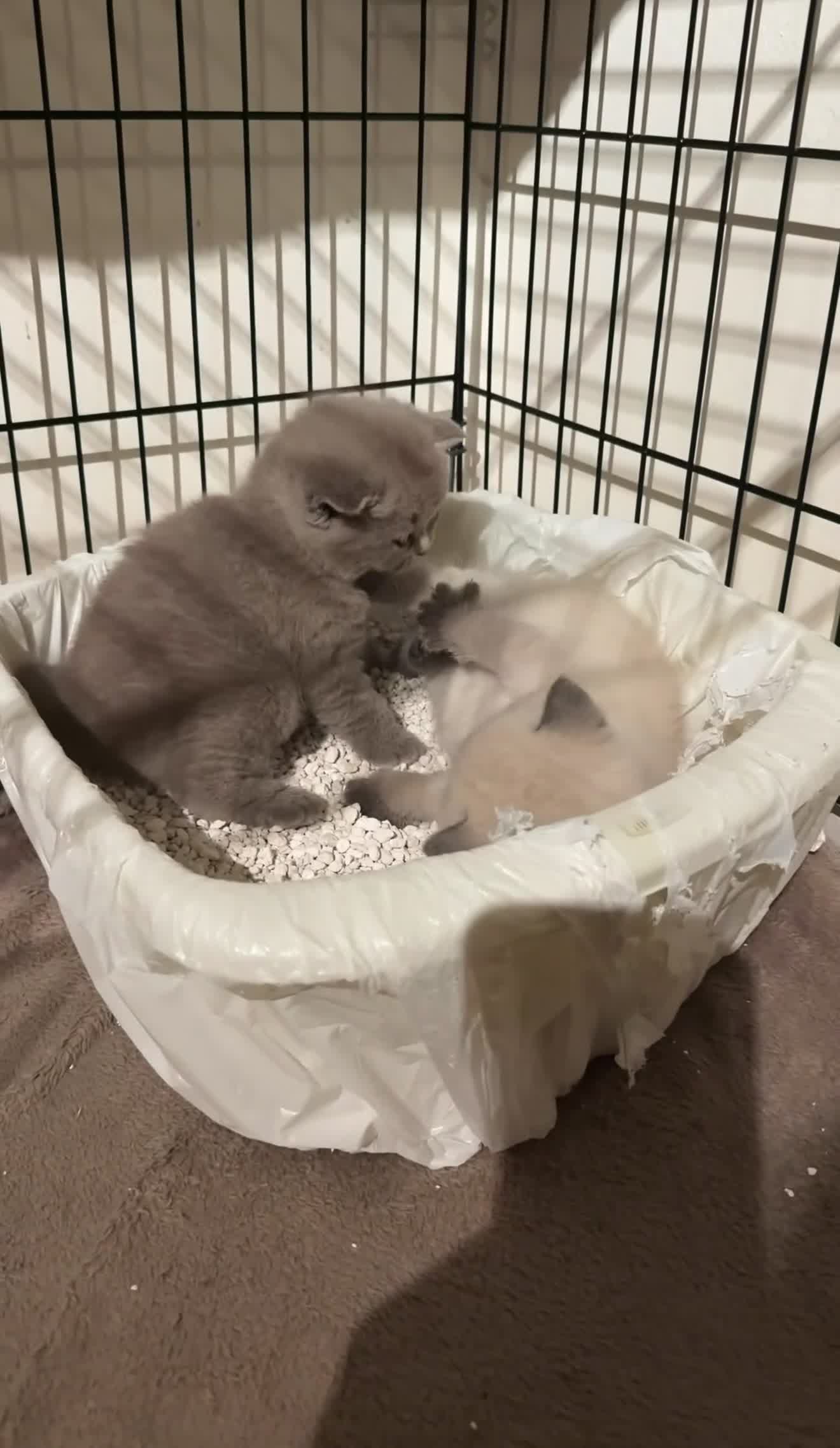 British Shorthair cats for sale: British Shorthair Kittens🐻 - Video 2