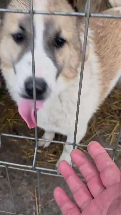 Mixed Breed dogs for adoption: LiA – Gentle, Observant & Full of Heart 💛🐾 - Video 1