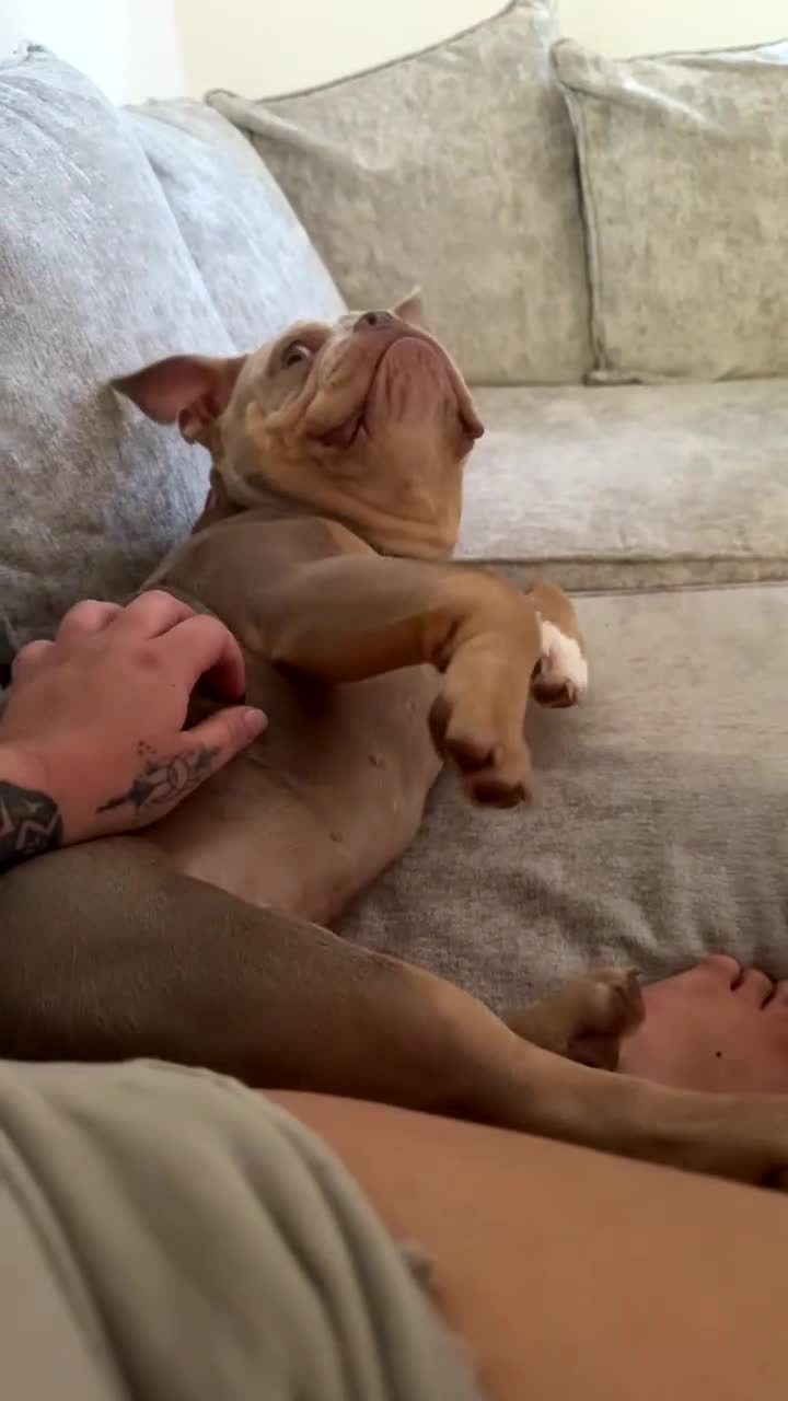 American Bully dogs for sale: Micro American bully  - Video 1