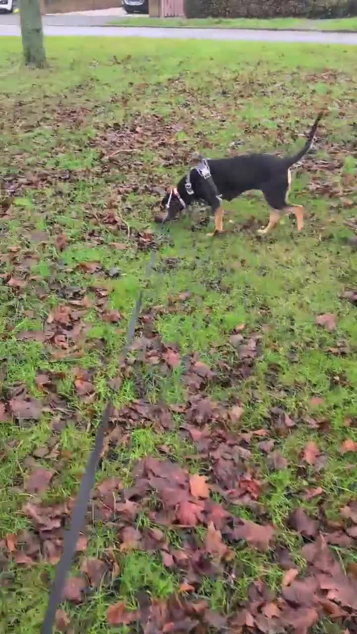 Mixed Breed dogs for adoption: ❤️ Deuce This beautiful soul has come so far… ❤️ - Video 1