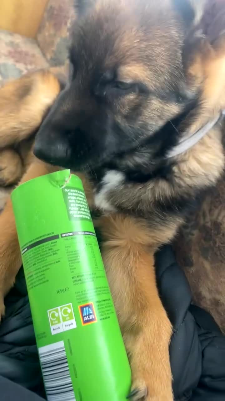German Shepherd dogs for sale: German shepherd puppy  in Bourne - Video 2