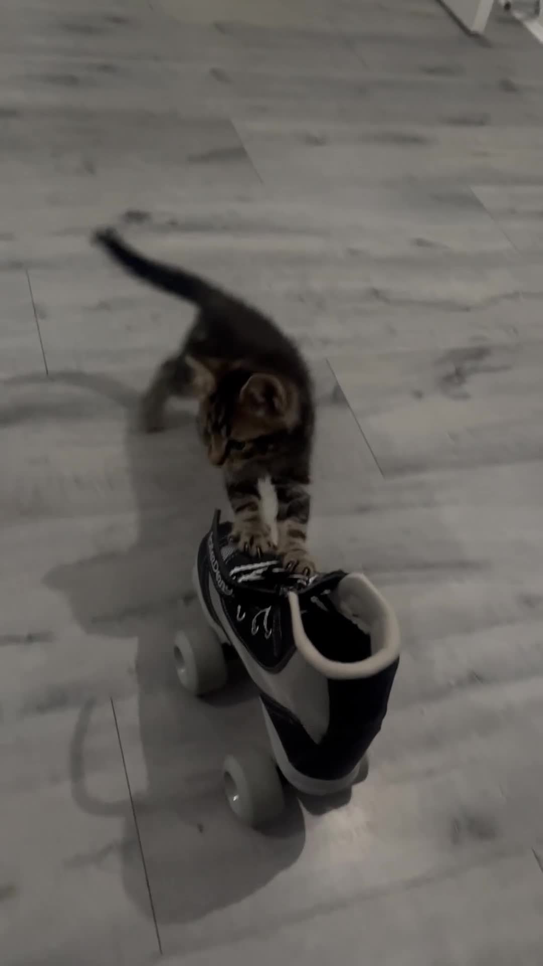 Mixed Breed cats for sale: Beautiful tabby boy 💛 - Video 1