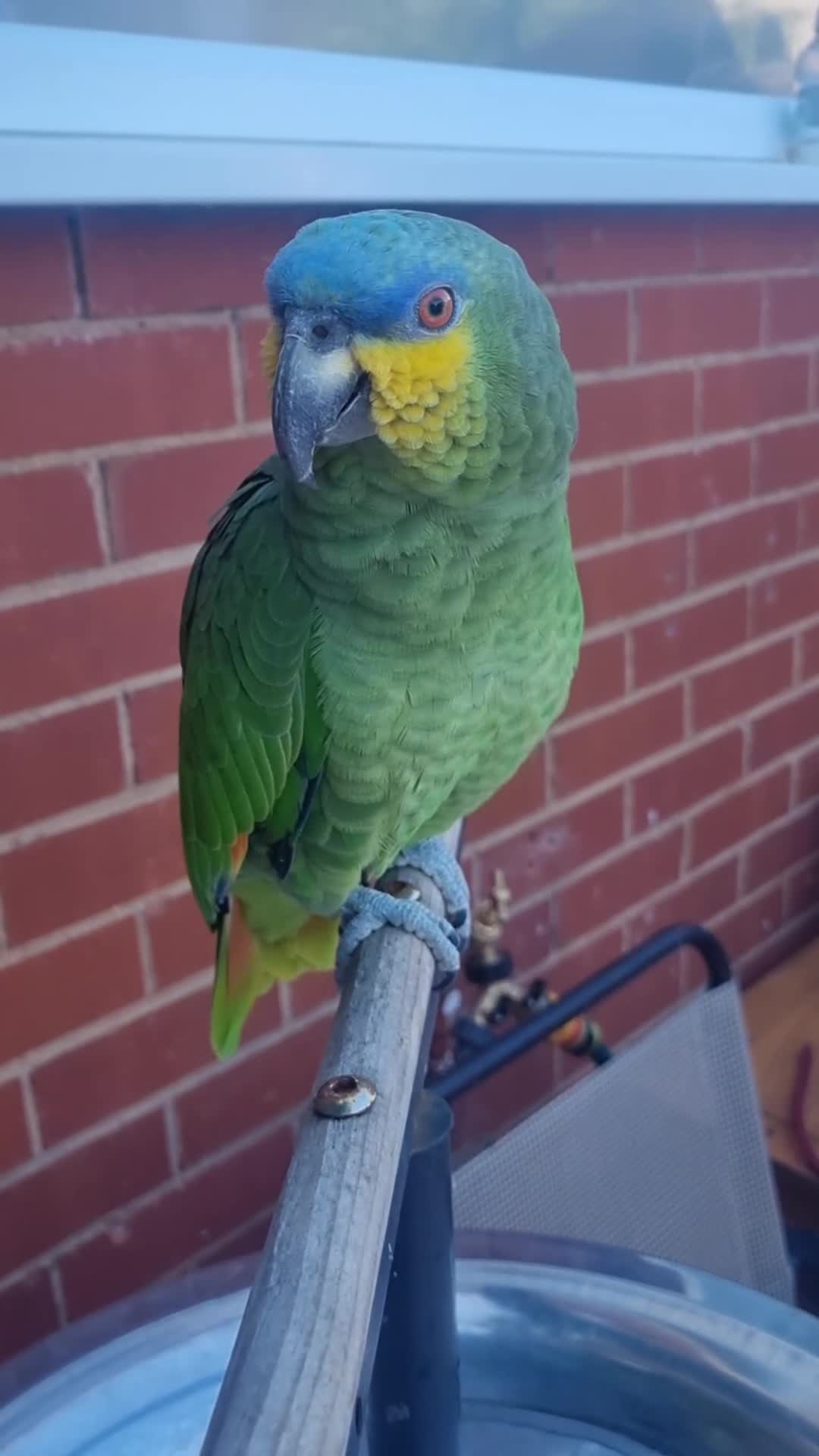 Parrots birds for sale: Amazon Parrot - Video 3