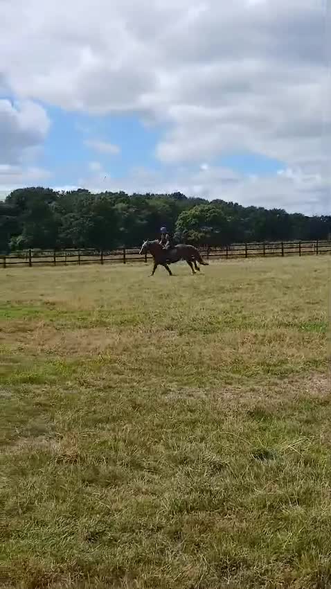 Welsh Section D horses for sale: 14.1 family pony super all rounder  - Video 5