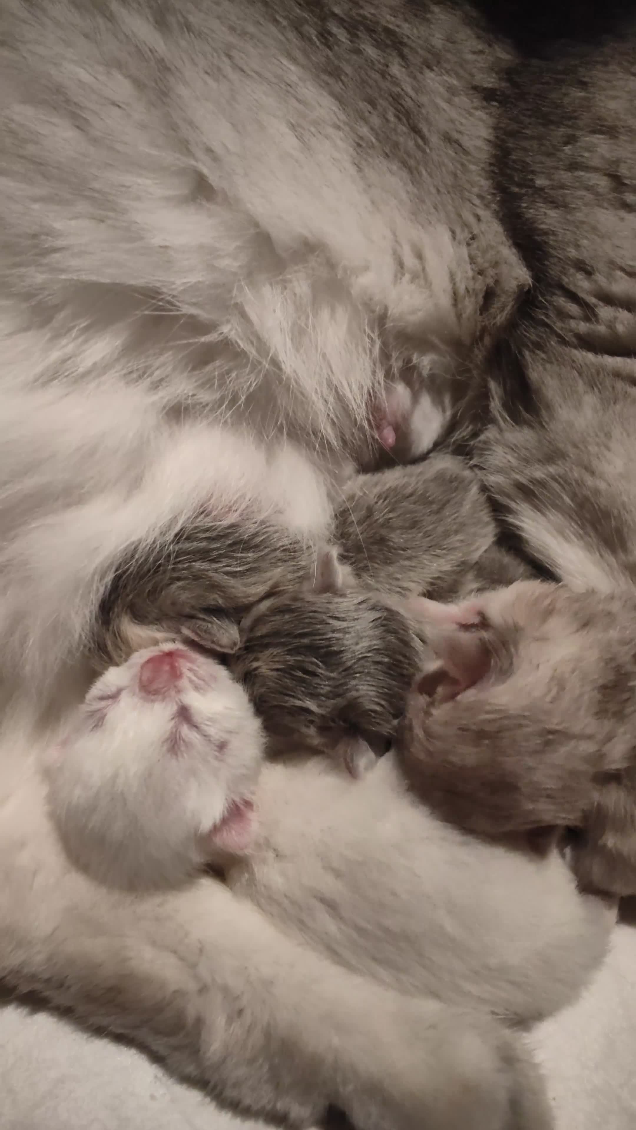 Scottish Fold cats for sale: Scottish fold - Video 2