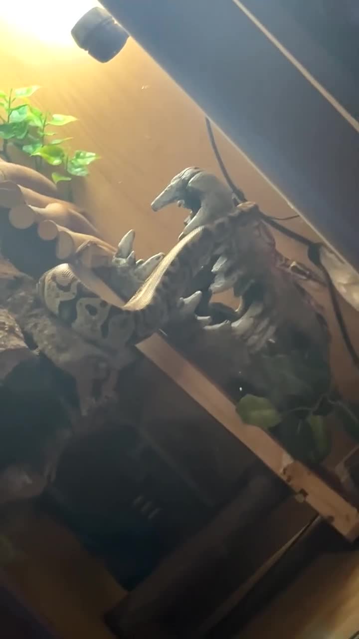 Python Snake reptiles for sale: Mr CA$Hly🐍 (trained snake with bundle)  - Video 2