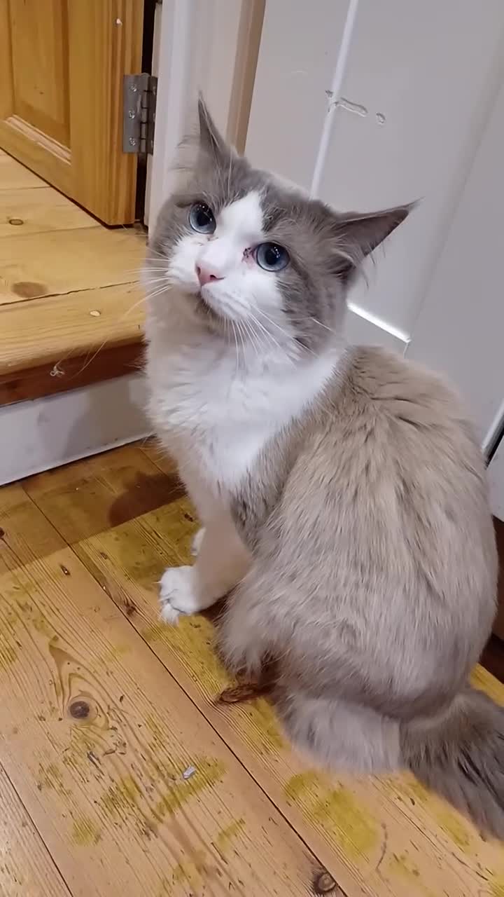 Ragdoll cats for sale: 2.5-year-old male Ragdoll  - Video 1