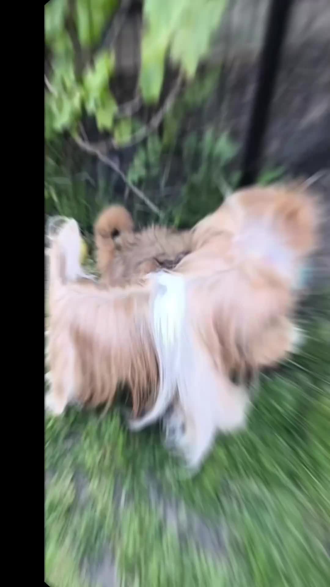 Shih Tzu dogs for sale: Standard Pure breed Shih Tzu  - Video 1