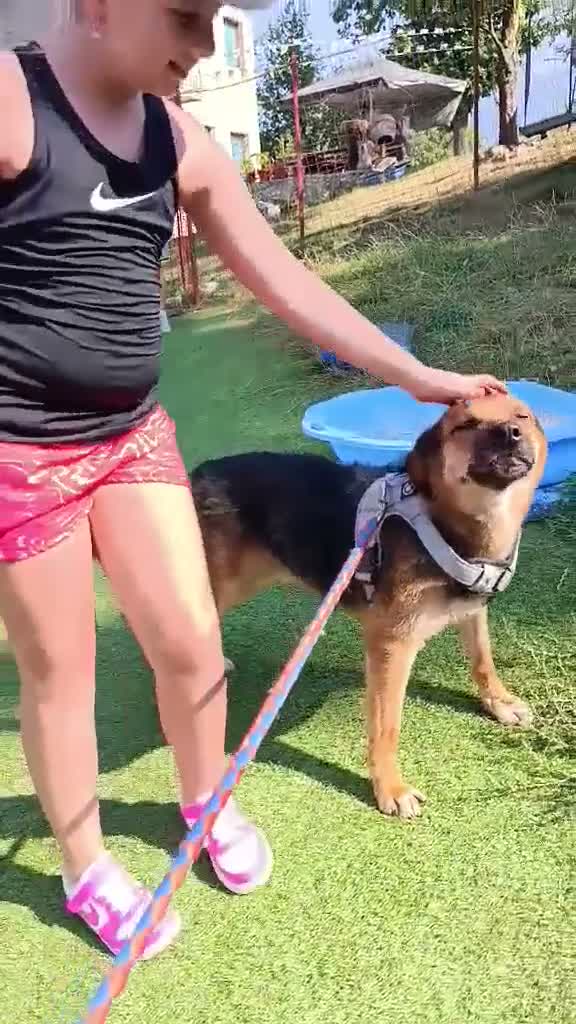 Mixed Breed dogs for adoption: BRUTUS - Video 2