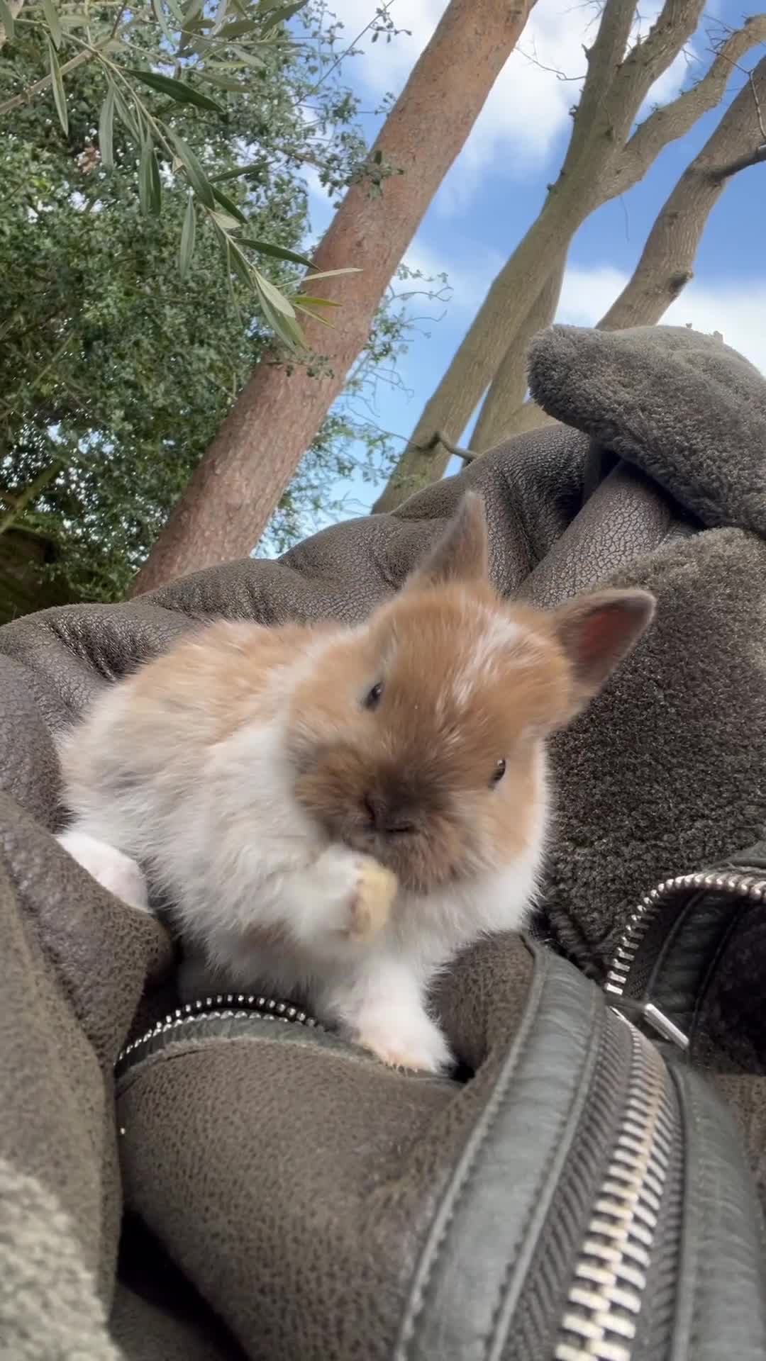 Netherland Dwarf rabbits for sale: Beautiful Purebred Netherland Dwarf Bunnies - Video 4