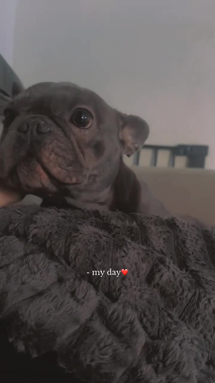 French Bulldog dogs for sale: Blue female french bulldog  in Burton-on-Trent - Video 1