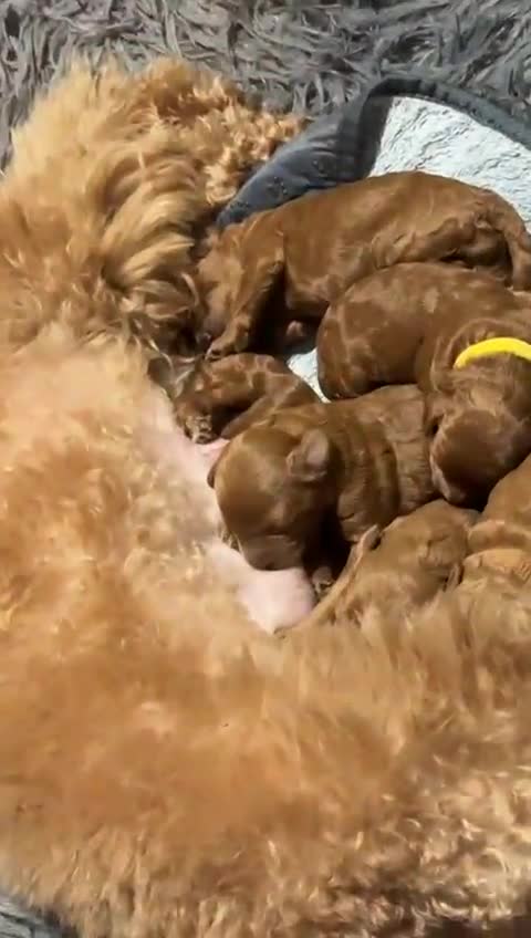 Toy Poodle dogs for sale: ❤️ Exceptional Asian Red Toy Poodle Puppies ❤️ - Video 1