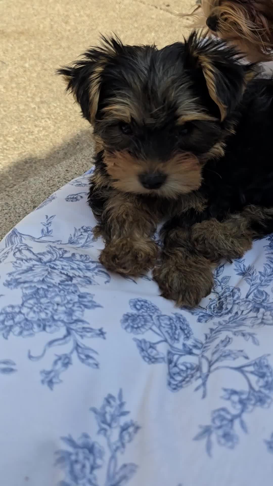Yorkshire Terrier dogs for sale: Aurelija  - Video 2