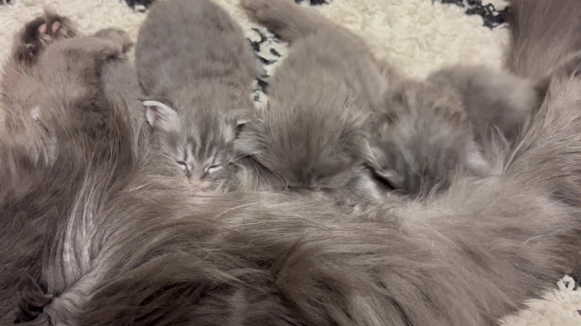 Maine Coon cats for sale: Stunning Maine Coon Kittens for sale - Video 1