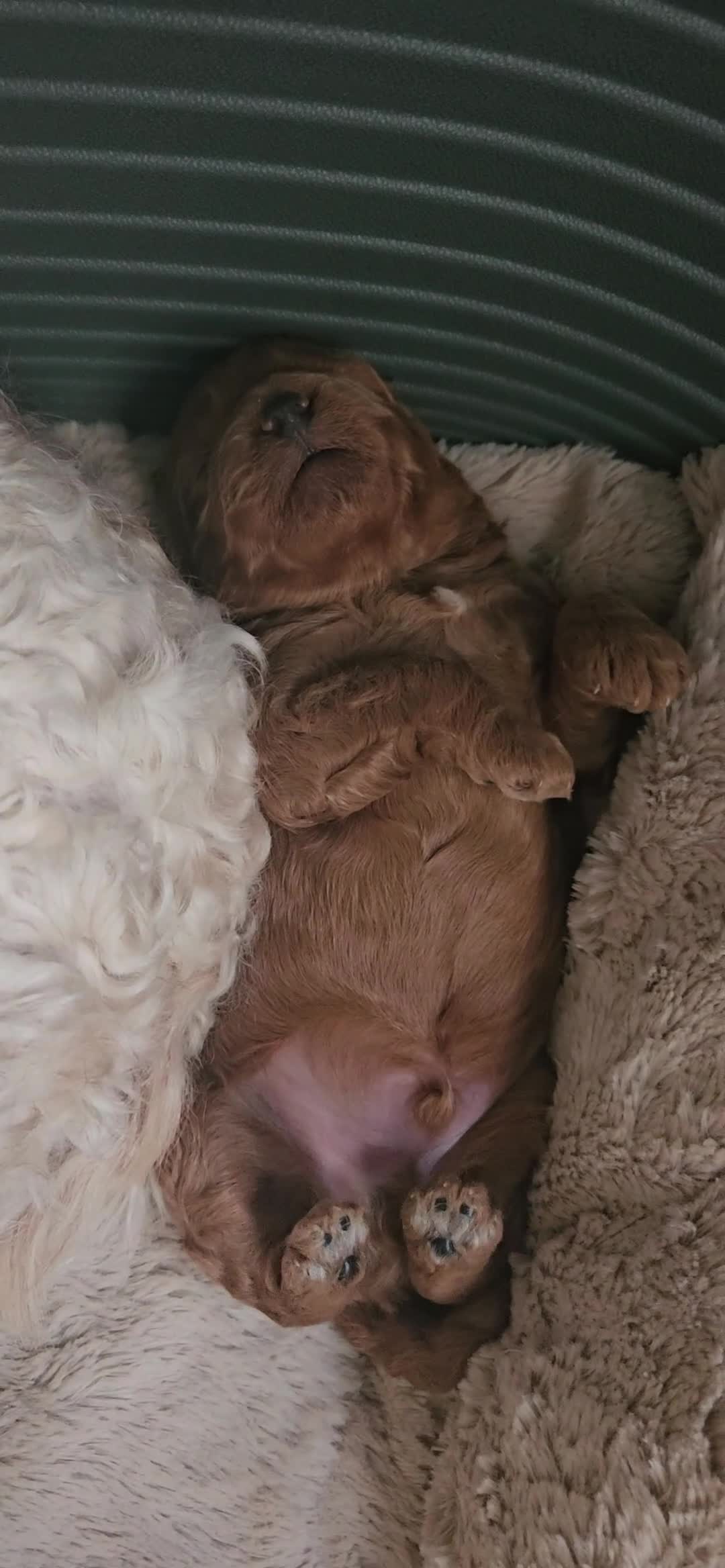 Cavapoo dogs for sale: GORGEOUS CAVAPOO MALE LOOKING FOR LOVING HOME X - Video 1