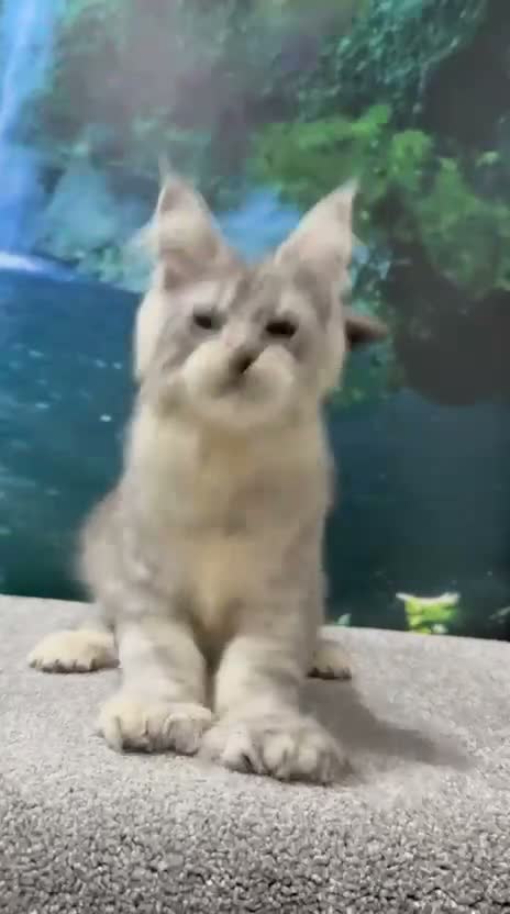 Maine Coon cats for sale: High silver TICA Registered Maine Coon Kittens  - Video 2