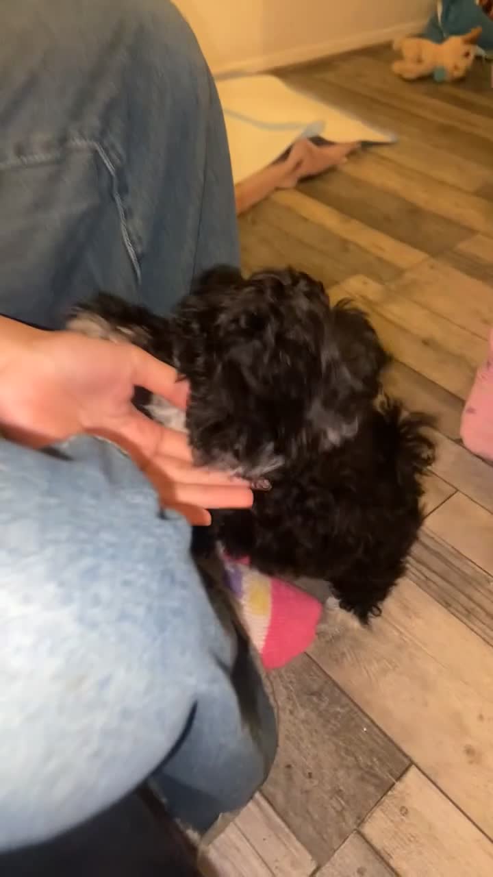Mixed Breed dogs for sale: Beautiful playful puppy  - Video 4