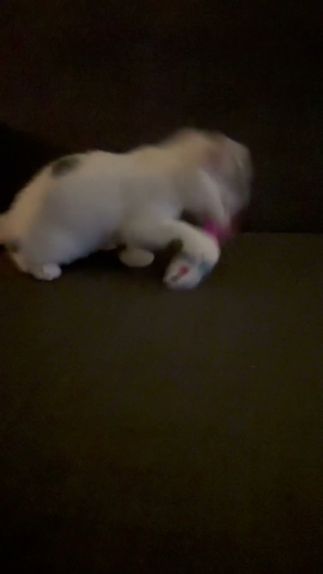 Mixed Breed cats for sale: Beautiful 8 week old kitten called Patchy  - Video 1