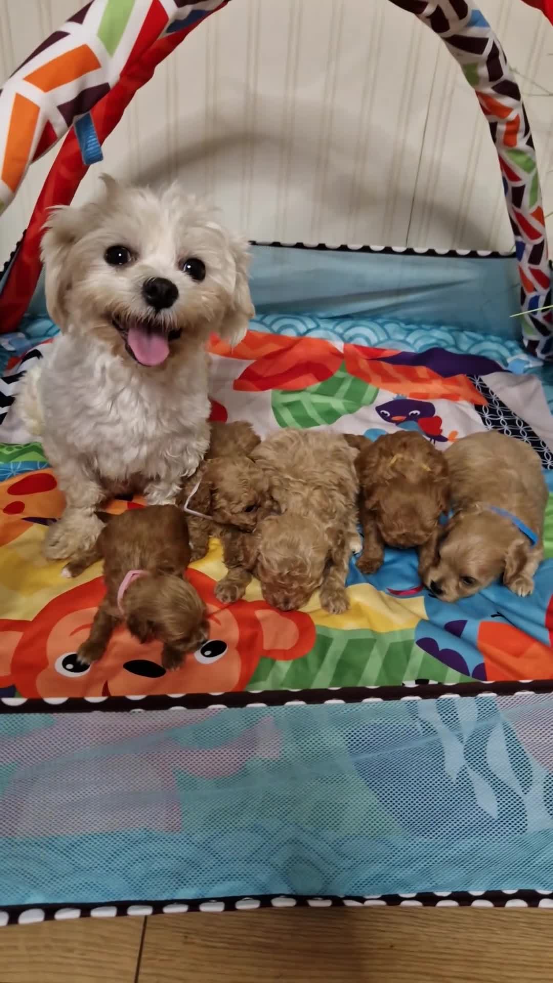 Maltipoo dogs for sale: F1  **  Maltipoo Puppies 🥰 in Dagenham - Video 1