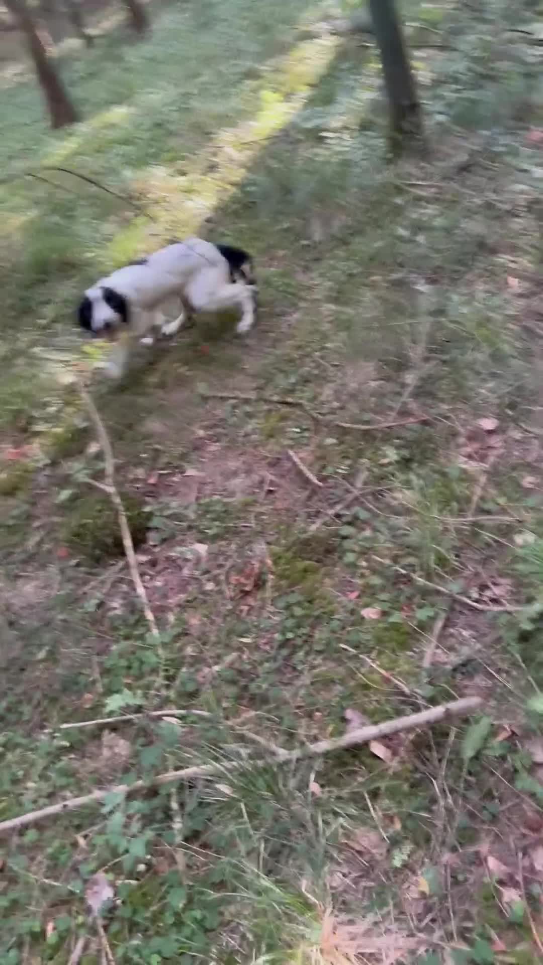 English Springer Spaniel dogs for sale: 12 month old male springer spaniel  in High Wycombe - Video 2