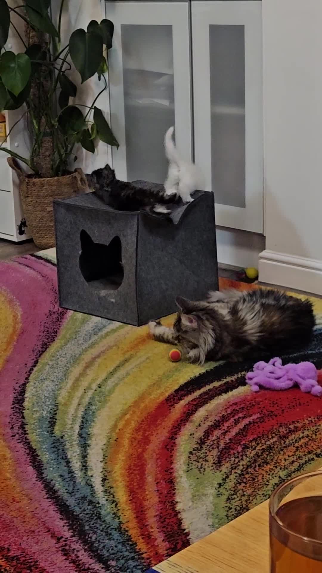 Maine Coon cats for sale: 3 Maine Coon kittens, 1 girl, 2 boys - Video 5