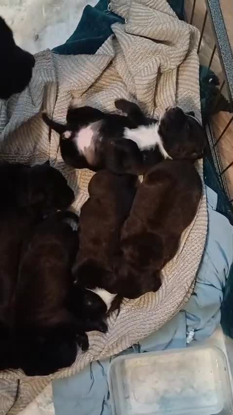 Mixed Breed dogs for sale: Adorable 3/4 Staff Bull Terrier 1/4 Jack Russell. - Video 2