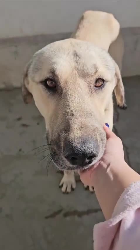 Mixed Breed dogs for adoption: Keith needs a foster or forever home in Spilsby - Video 1