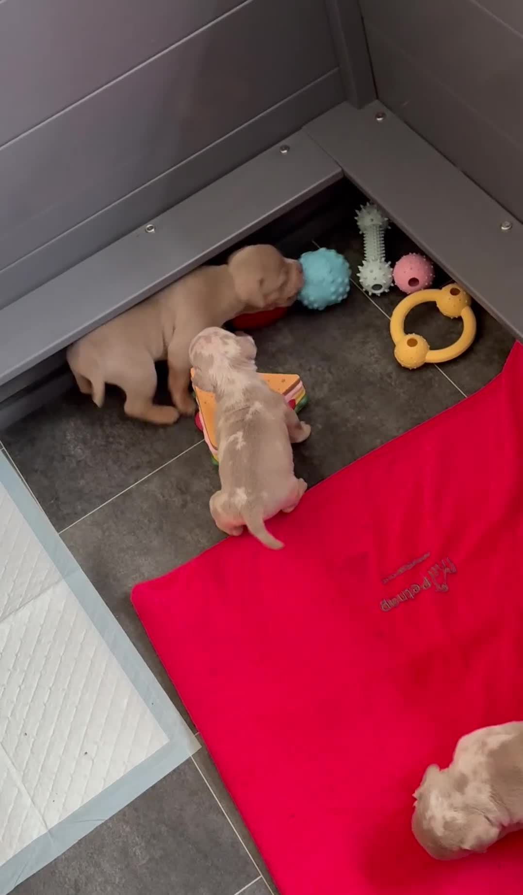 Olde English Bulldogge dogs for sale: 7 old tyme bulldog puppies available  - Video 1