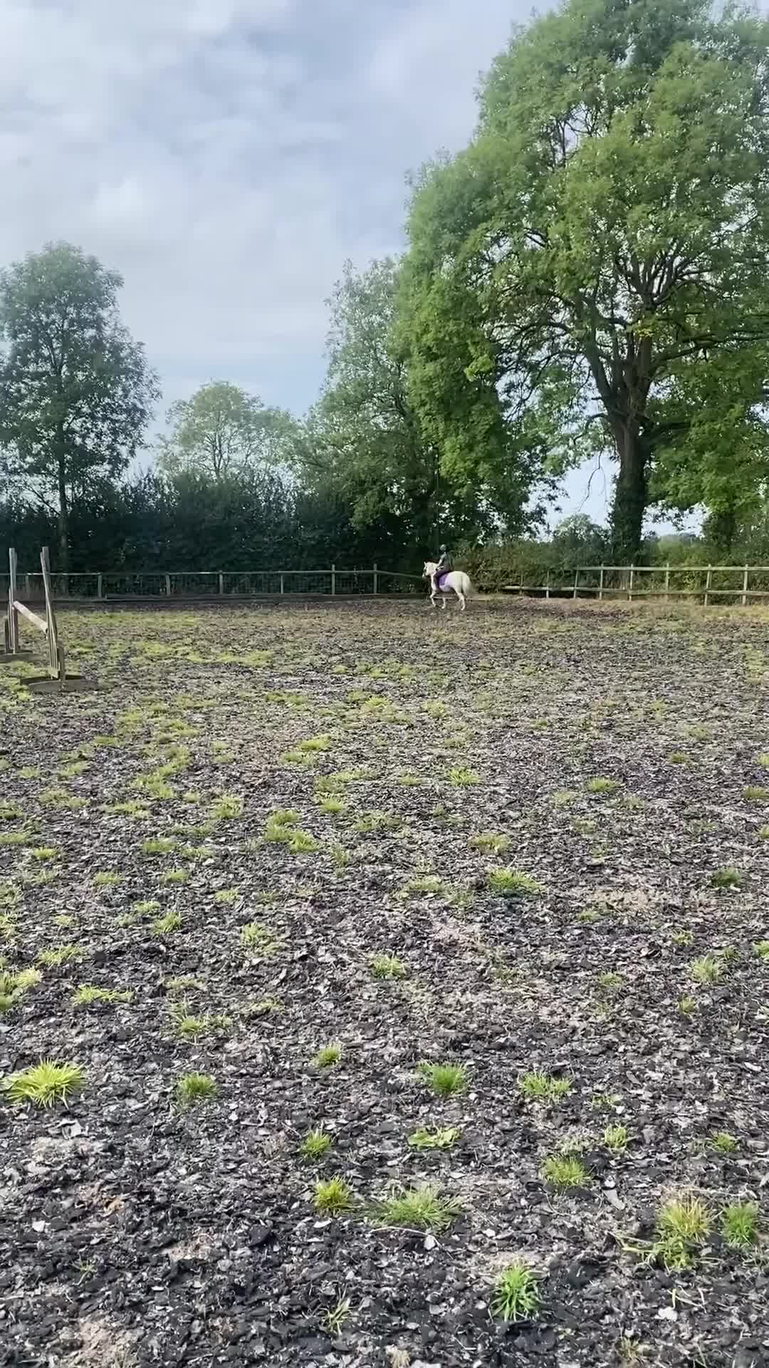 Welsh Section A horses for sale: Welsh section A mare - Video 2