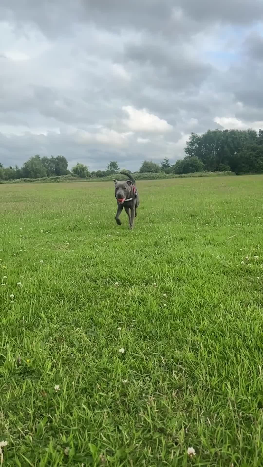 Mixed Breed dogs for sale: Beautiful Blue lab cross  - Video 2