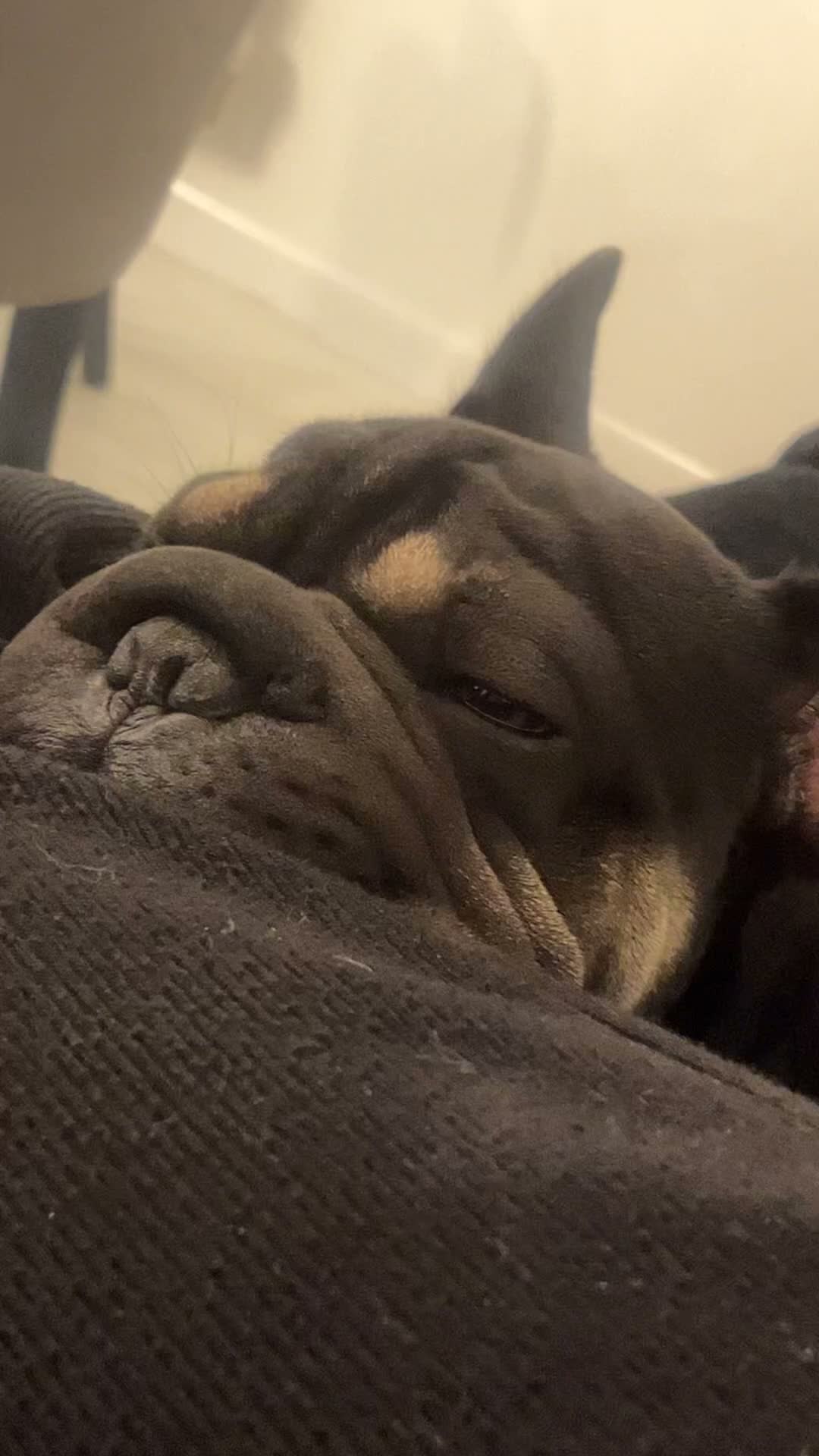 French Bulldog dogs for sale: French Bulldog Tyson, Adoption ❤️ - Video 1