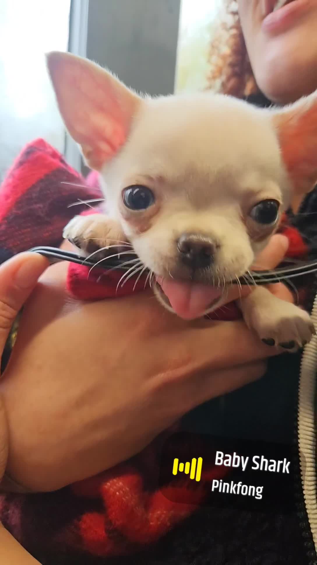 Chihuahua dogs for sale: Teeny Chihuahua Pup   - Video 1