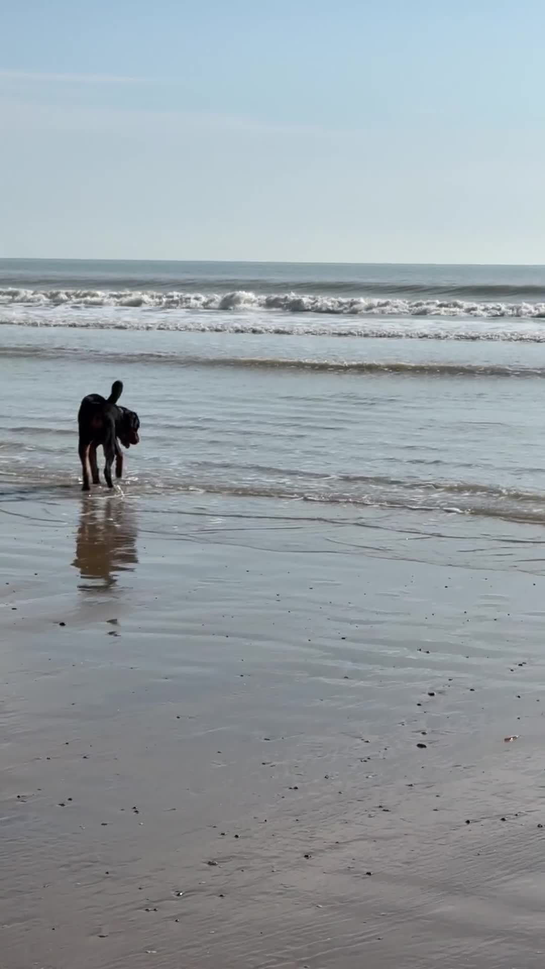 Rottweiler dogs for sale: Regrettable sale - Video 3