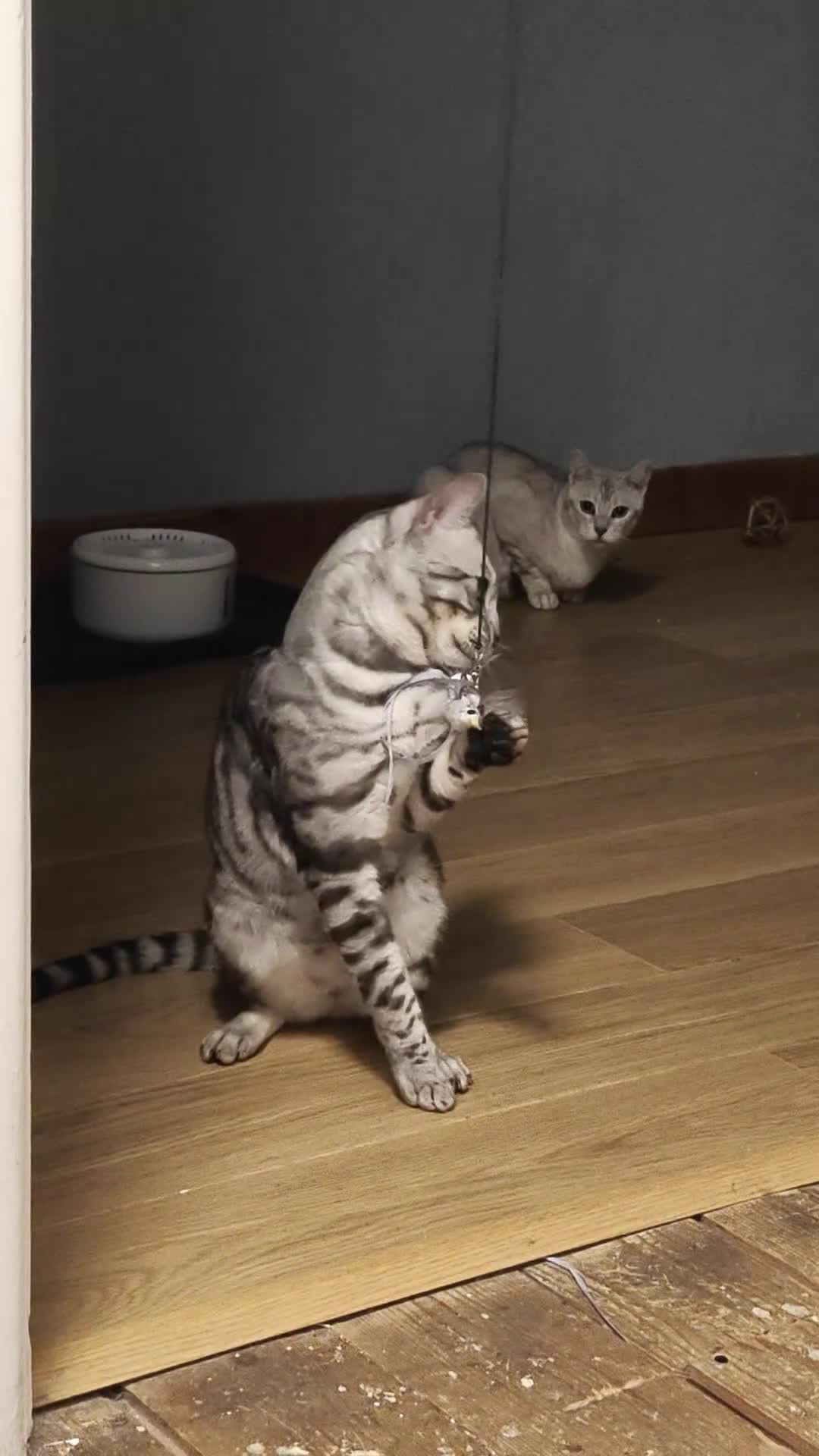 Bengal cats for sale: Gorgeous Tica Active Silver Bengal - Video 1