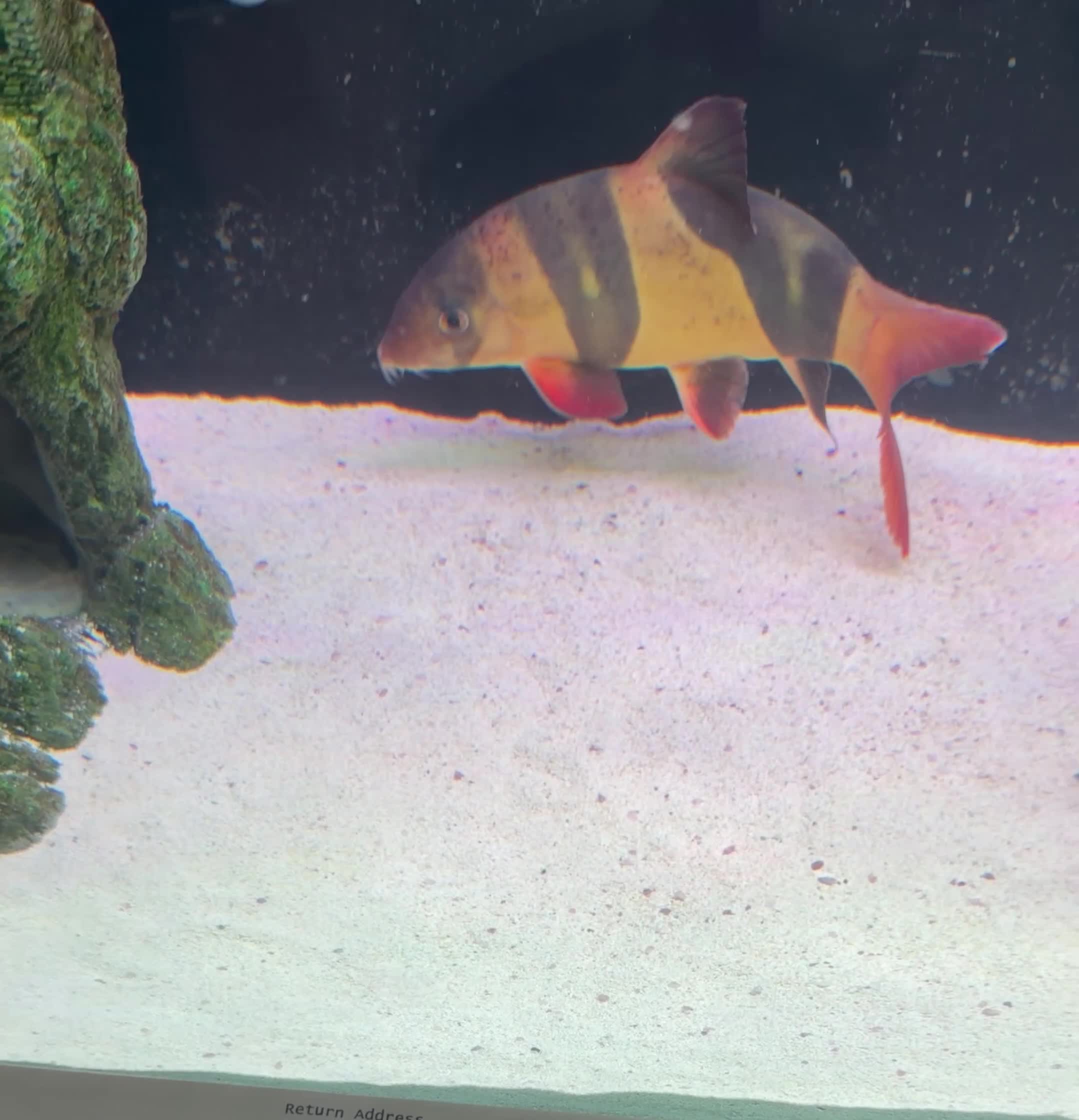 Loaches fish for sale: XL Clown Loach & XL parrot Cichlid in Slough - Video 1