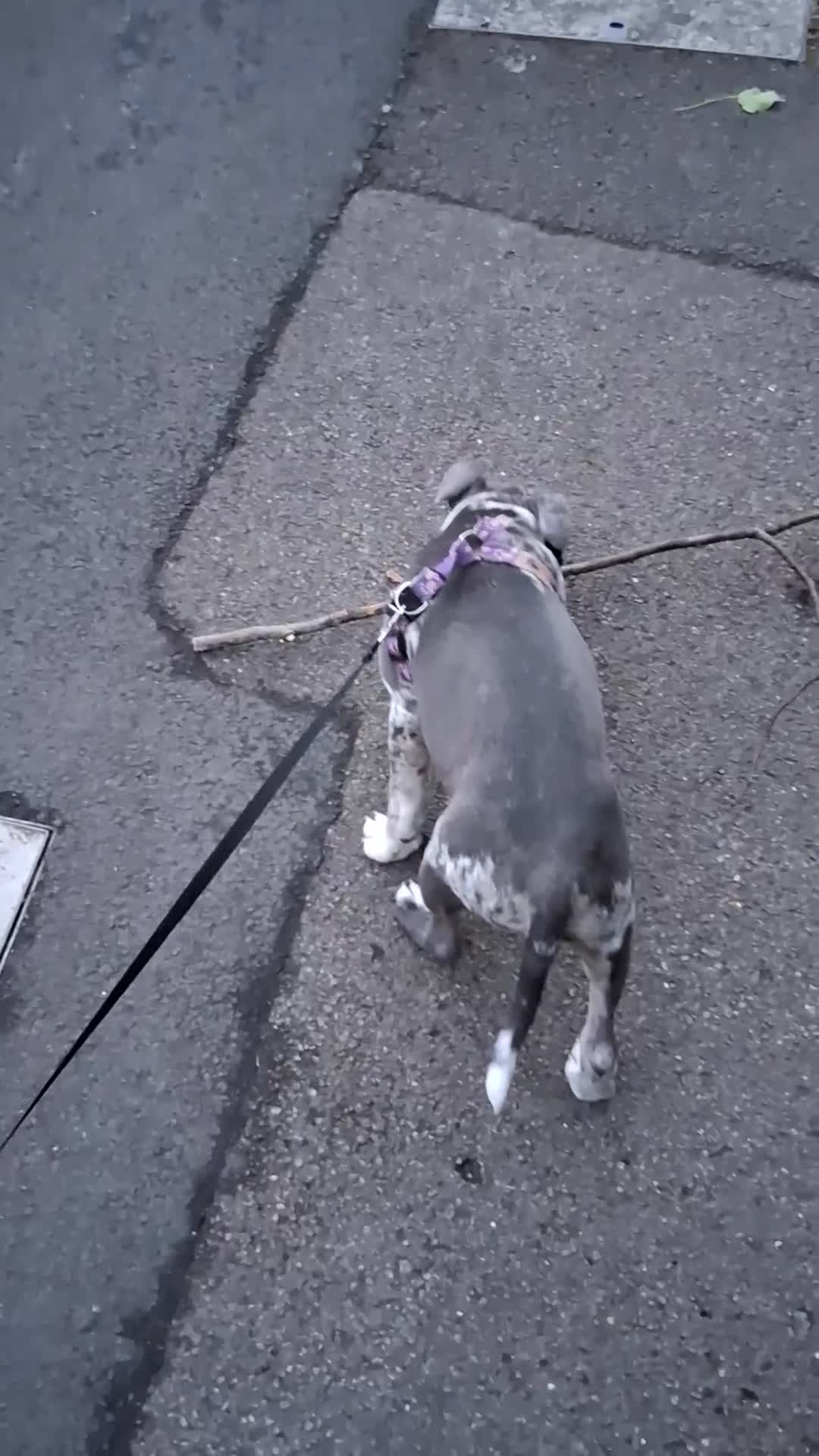 Staffordshire Bull Terrier dogs for sale: Beautiful blue merl - Video 1