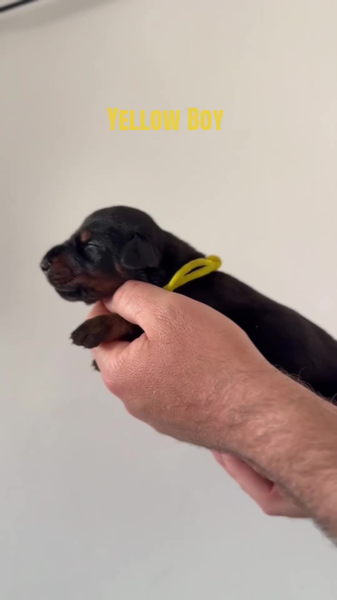Dobermann dogs for sale:     ✨Carefully Planned KC Registered litter ✨  - Video 1
