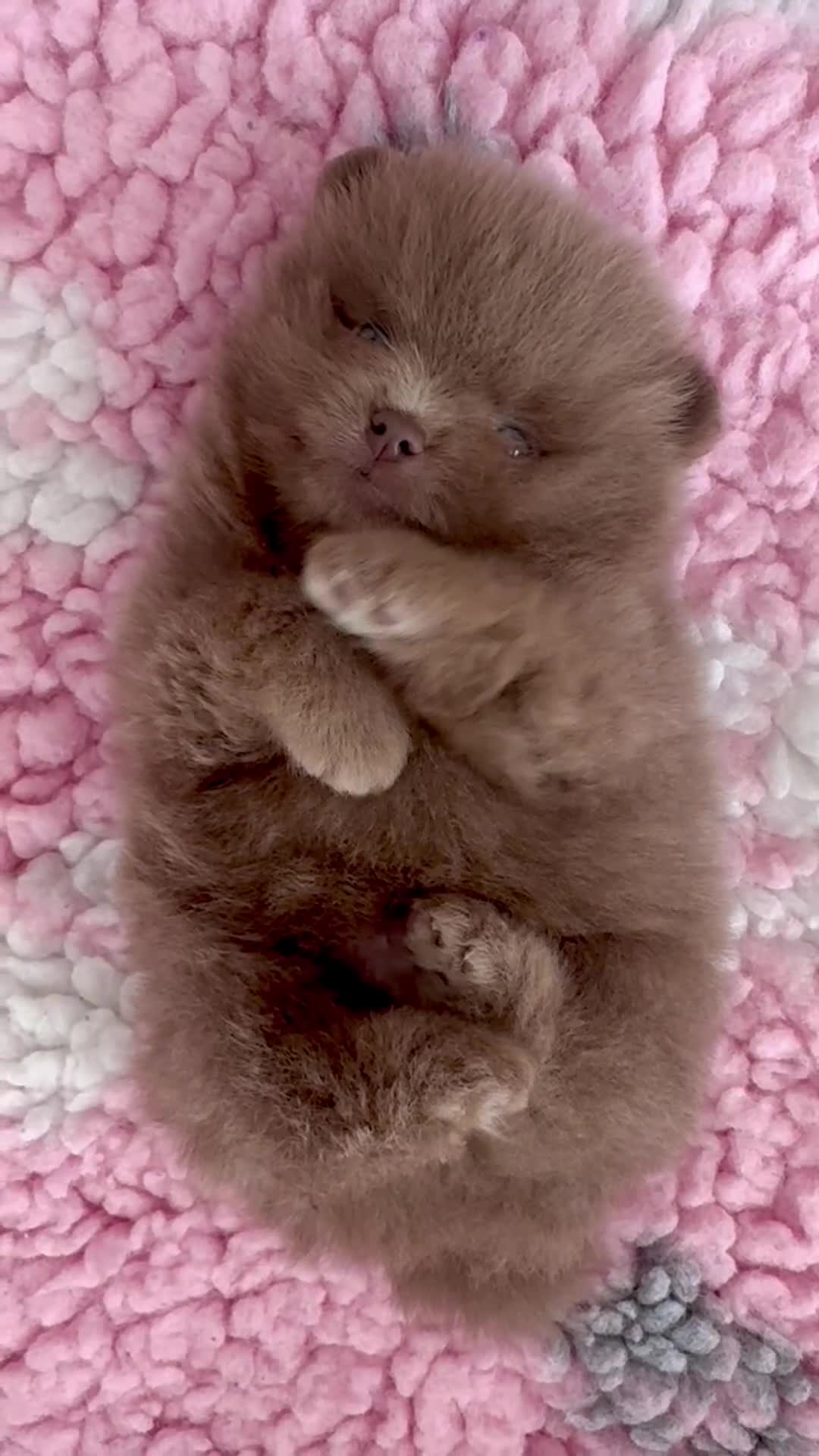 Pomeranian dogs for sale: ✨Teddy Bear Pom Puppies Ready to Melt Hearts✨ - Video 1